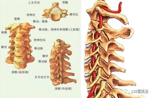 干货 | 中医如何调理颈椎病？