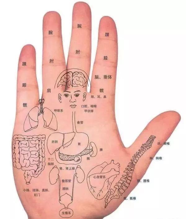 有求必应 | 人体手部反射区专业知识