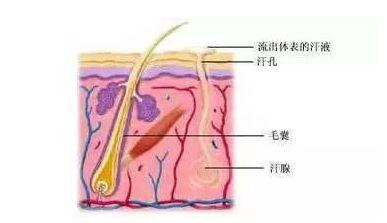 皮肤管理 | 激光脱毛会影响排汗吗？