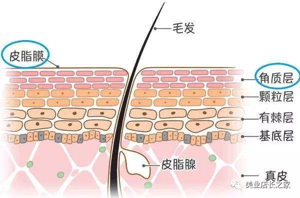 美夜问 | 皮肤为什么锁不住水分？