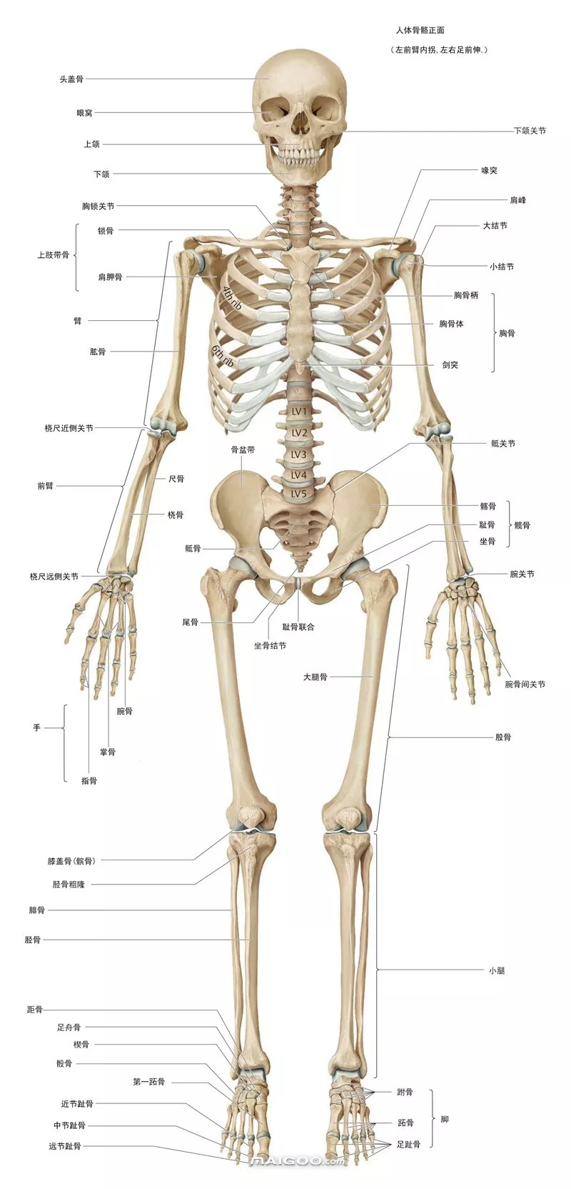 人体骨骼结构图正面观