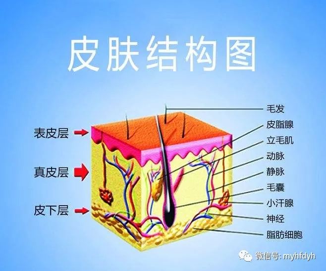 你了解皮肤基本的生理结构吗